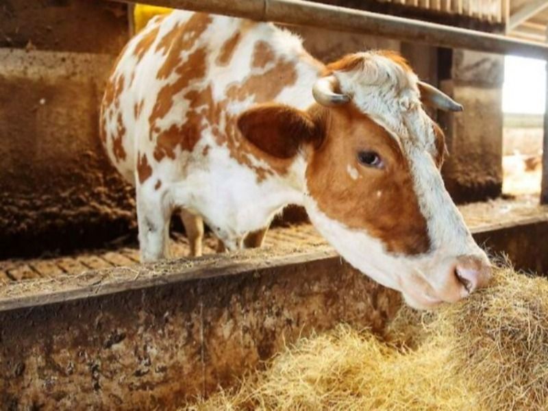 Commissaris Verbeek maant Rijk duidelijkheid te scheppen voor PAS-melders