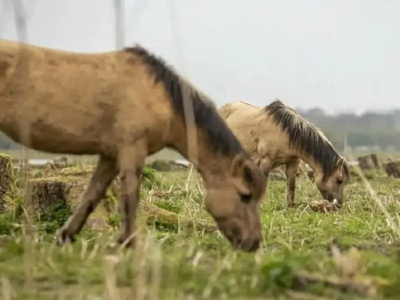Paard bevrijd uit ‘penibele situatie’