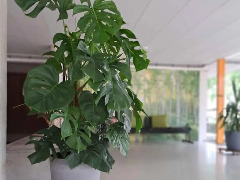 Huurders Carré kiezen voor groen