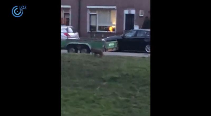 Vos loopt rond in woonwijk Zeewolde