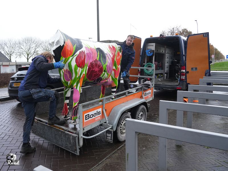 Vandalisme treft geliefde kunstkoe in het centrum van Zeewolde