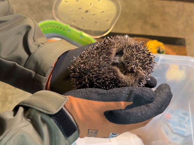 egel op handschoen