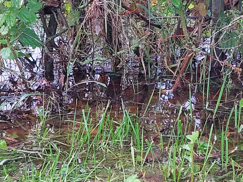 Het weerbericht tot 25 november door Florian Polak