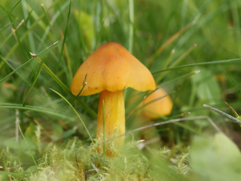 Paddenstoelenactiviteiten bij IVN Zeewolde