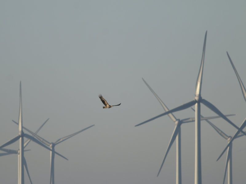 Ruim baan voor zeearend door slimme camera’s in windpark