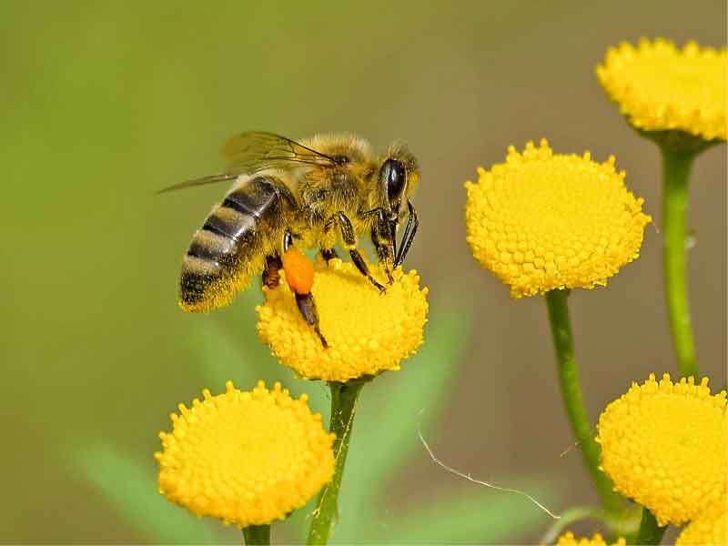 Alles leren over wilde bijen op 14 april bij IVN