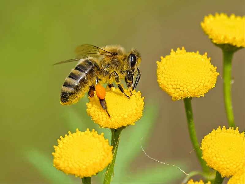 Een bij op een gele bloem met nog wat extra bloemen eromheen
