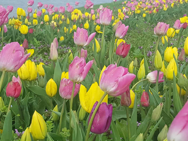 Tulpen op het tulpeiland