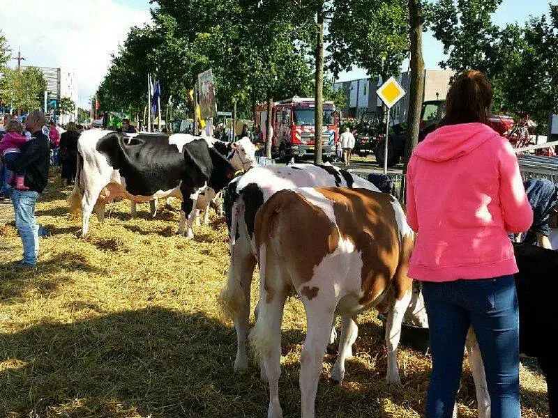 Zeewolde bij de pinken, een feest voor jong en oud op het Horsterplein