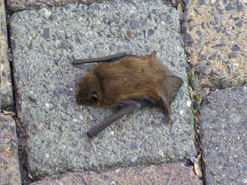 Vleermuisexcursie met IVN Zeewolde