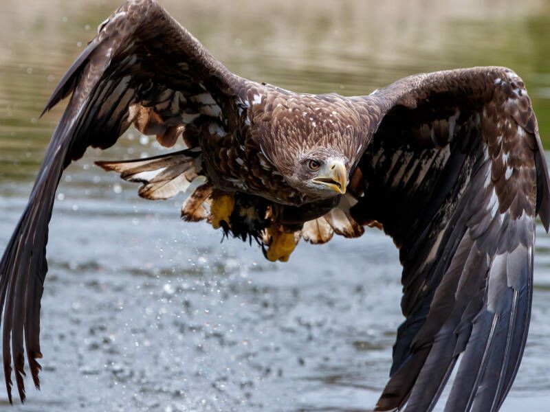 zeearend die boven het water vliegt