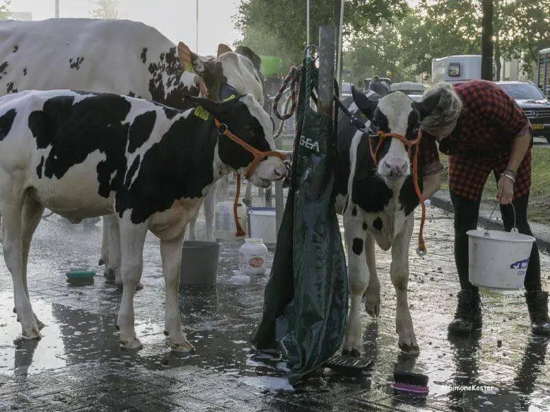 Zeewolde bij de pinken, een feest voor jong en oud op het Horsterplein