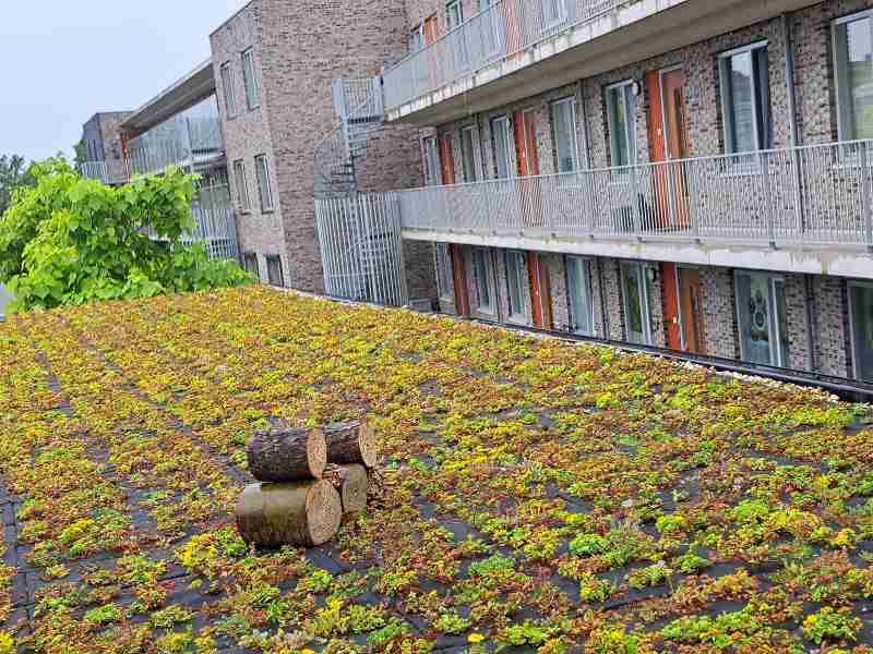 Opening sedumdak Pionier Zeewolde met plaatsing insectenhotel