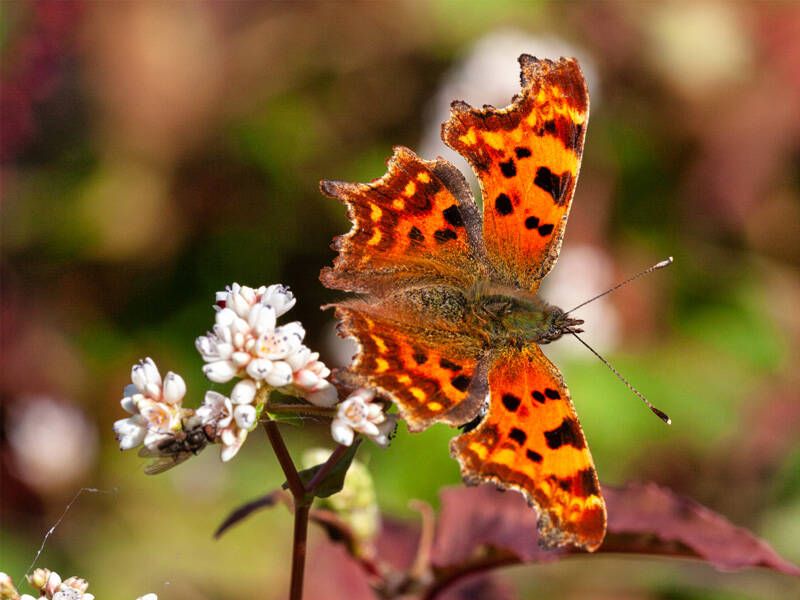 Vlinder op een bloem in een tuin