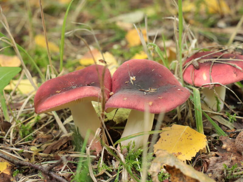 Paddenstoelen excursie IVN Zeewolde 3 november 2024