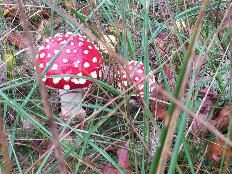 Beginnerscursus paddenstoelen bij IVN