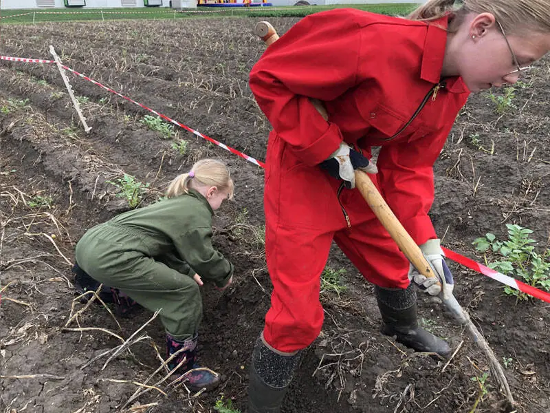 kinderen die aardappelen rooien op het land