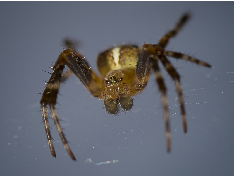 Op zoek naar spinnen en spinnen knutselen bij IVN