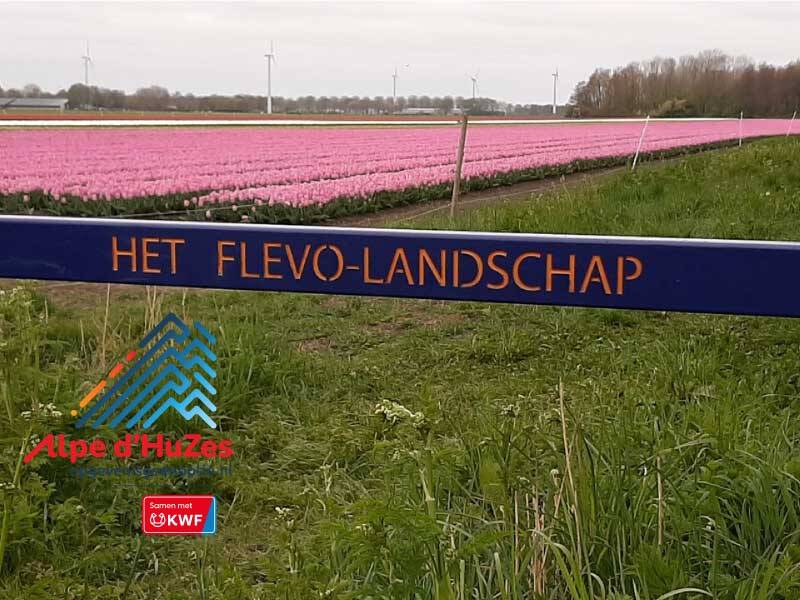 Een tulpenveld  bij het hek van Flevolandschap met het logo AlpeDhuzes erin