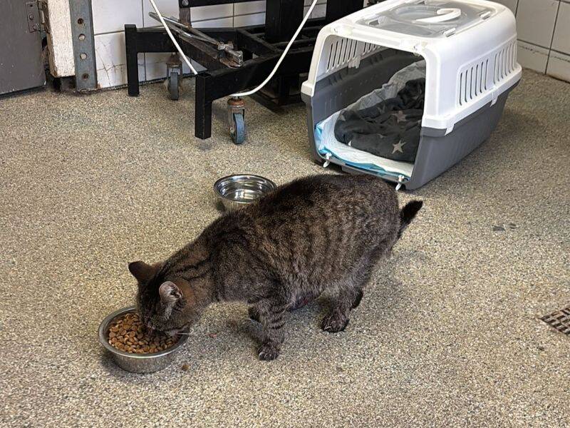 Vriendelijk ondanks verwondingen: nieuwe informatie over terugkeer van poes Tijger