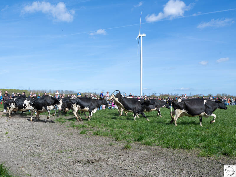 Veel publiek bij koeiendans op Burgerboerderij Oosterwold in Zeewolde