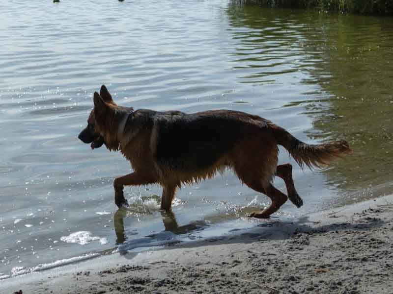 Verscherpte controle uitlaatregels honden