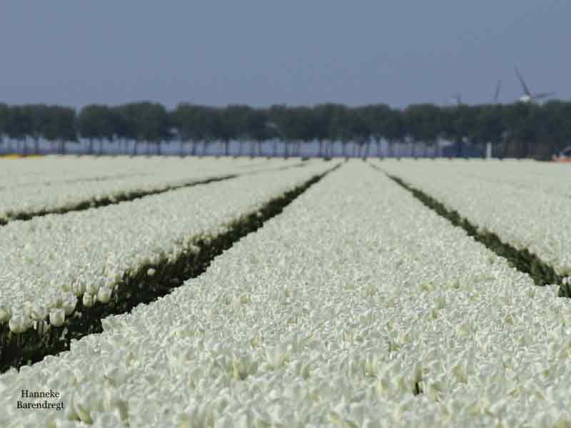 Vitaal platteland en natuur