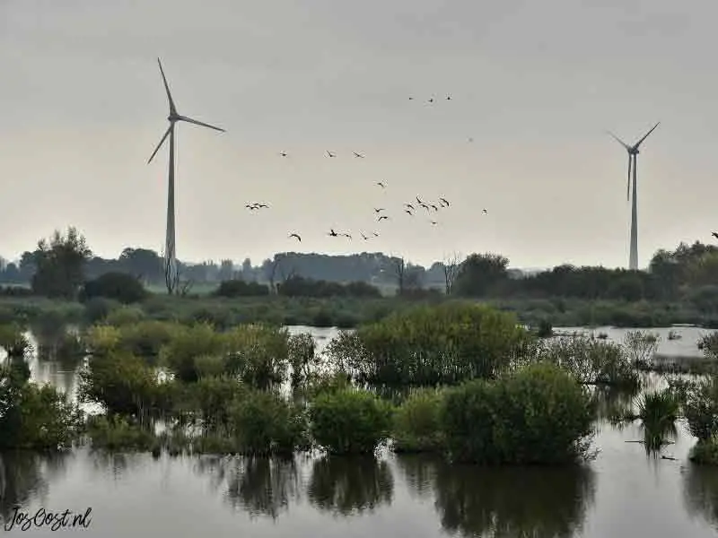Windmolens met vogels over natuurgebied harderbroek