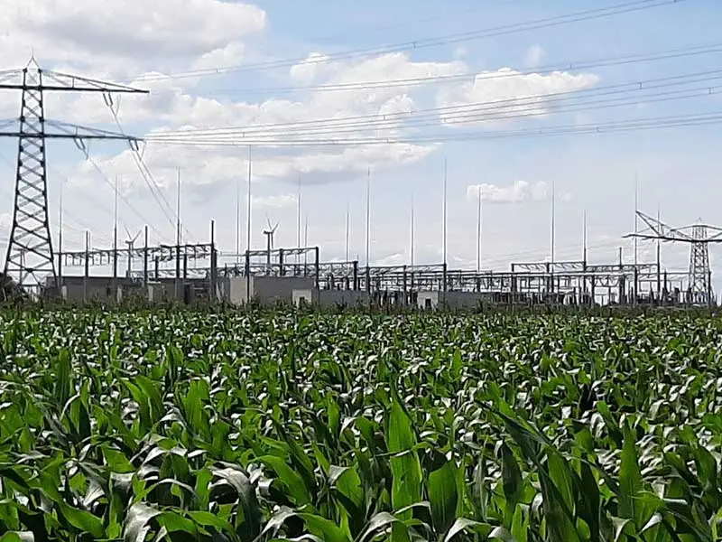 Op de voorgrond een maisveld op de achtergrond de stroompalen en leidingen van het onderstation